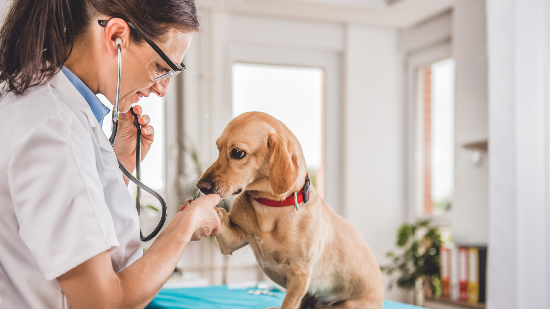 O que muda na aposentadoria do Médico Veterinário em 2026?