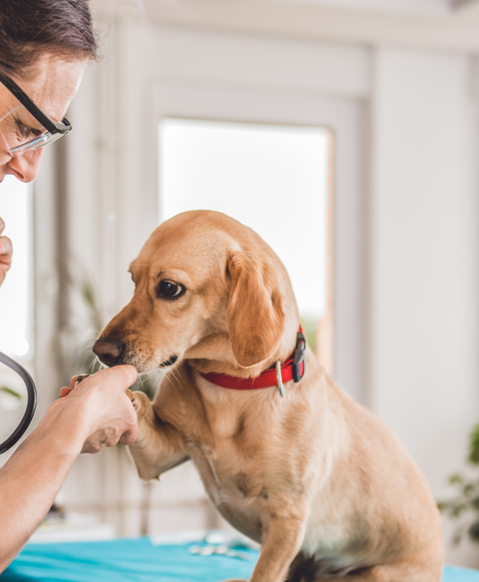 O que muda na aposentadoria do Médico Veterinário em 2026?