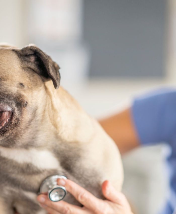 Revisão da aposentadoria do veterinário: principais tipos, teses e erros do INSS que podem aumentar o benefício